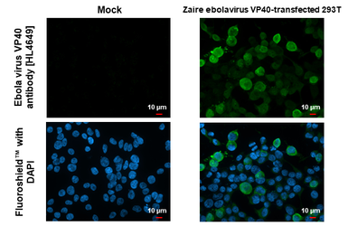 Anti-Ebola virus VP40 antibody [HL4649] used in Immunocytochemistry/ Immunofluorescence (ICC/IF). GTX644522